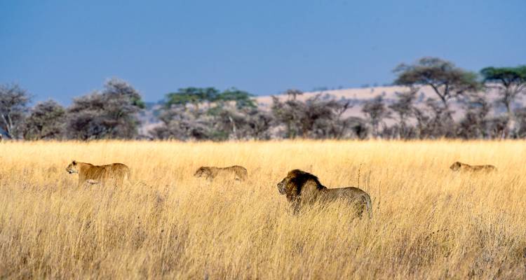 Safari Image