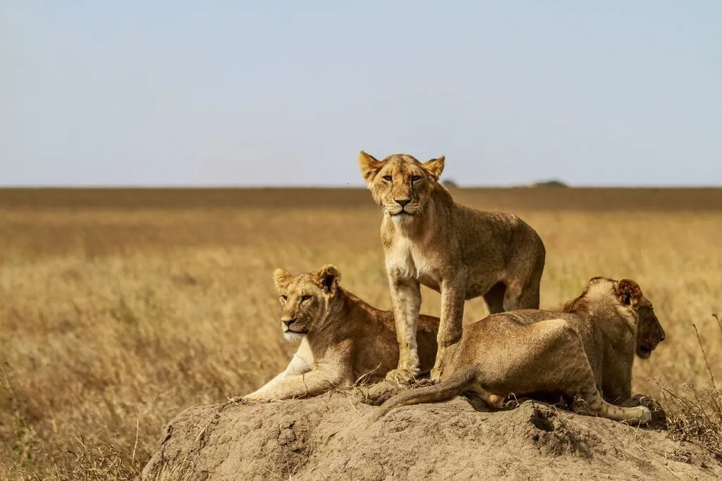 Safari Image