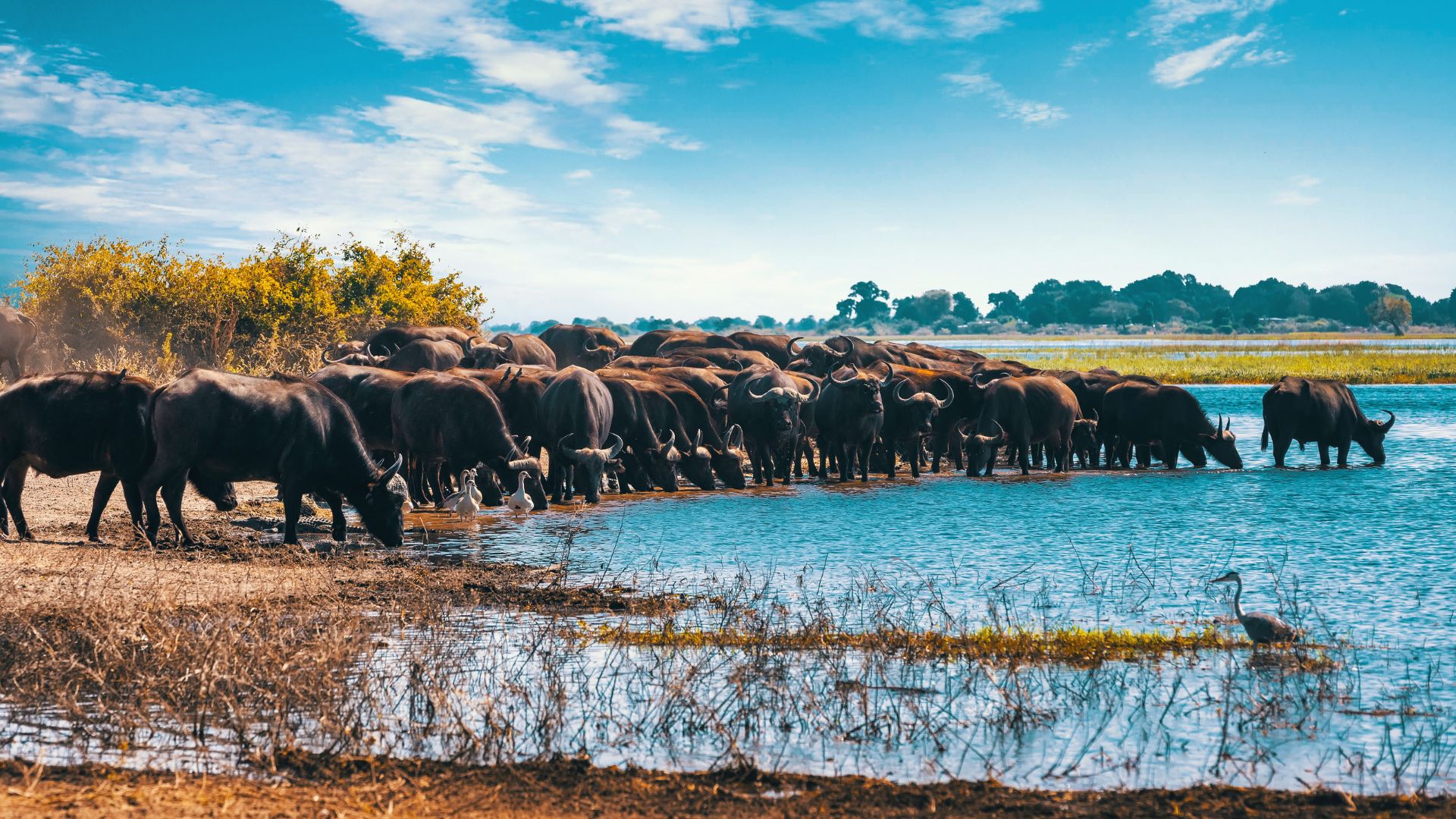 Dest Image