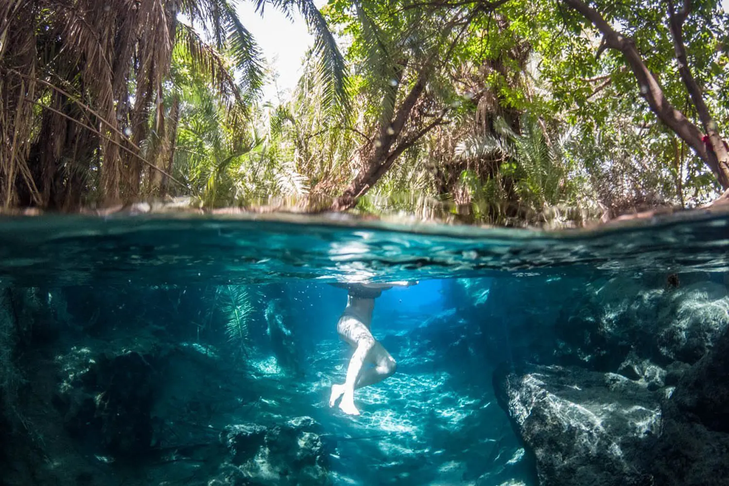 Safari Image