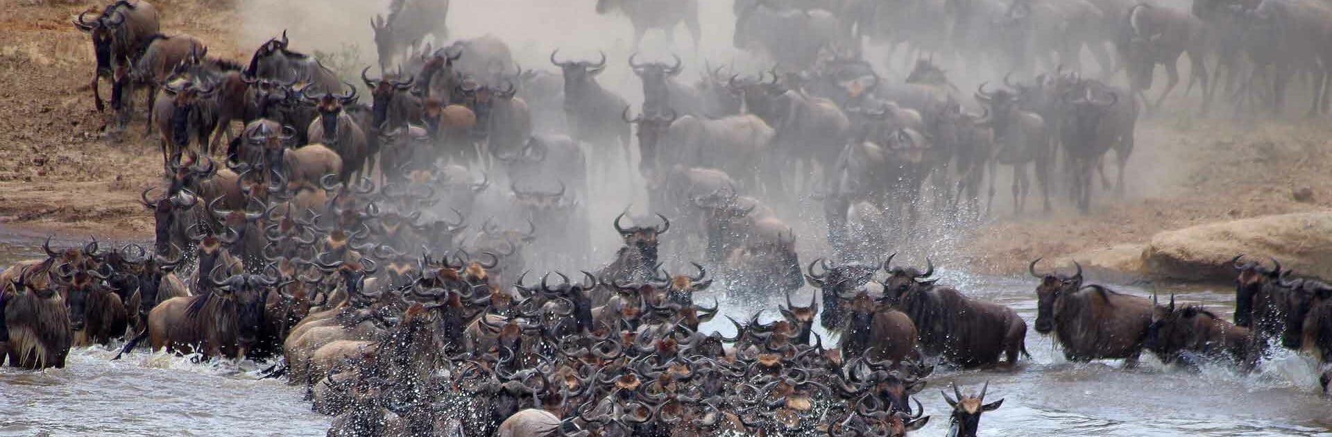 Safari Image