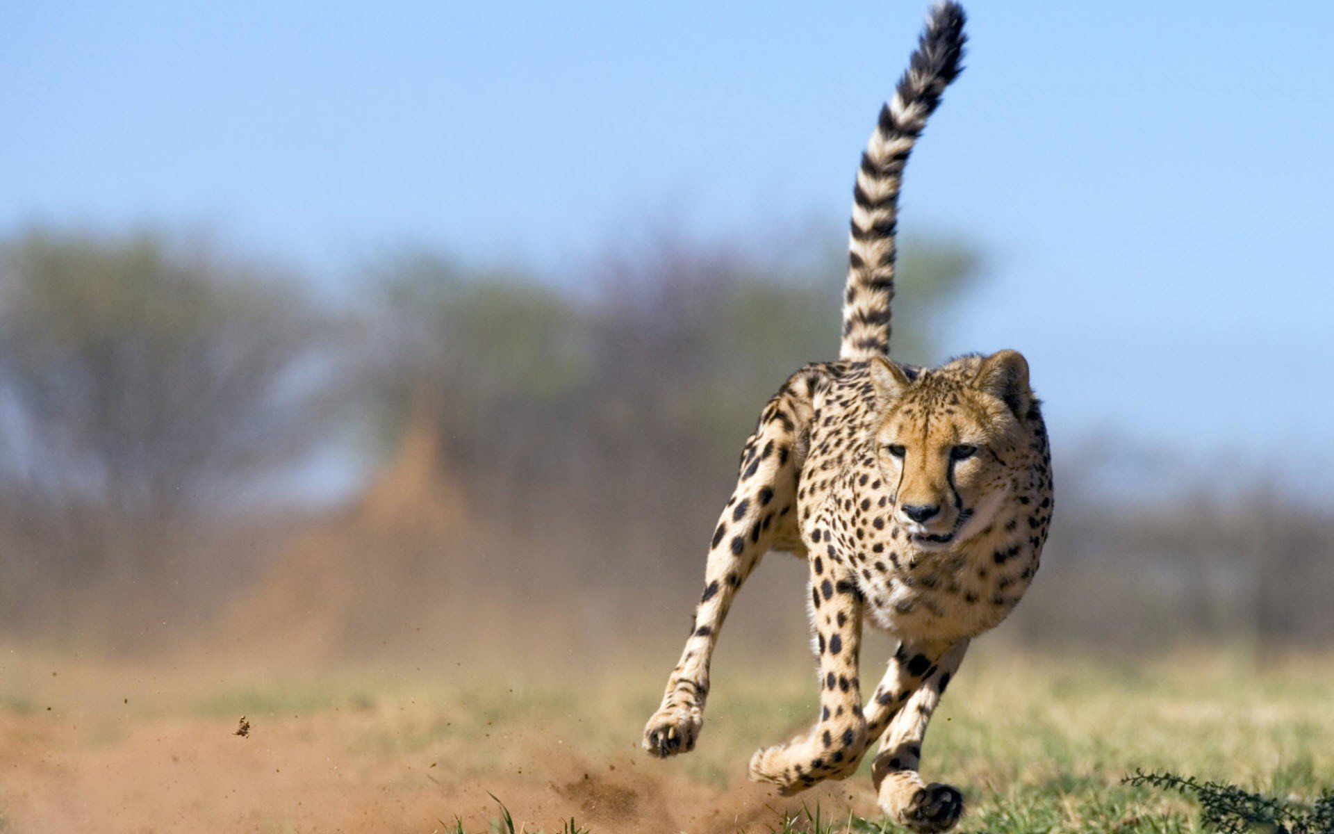 Safari Image