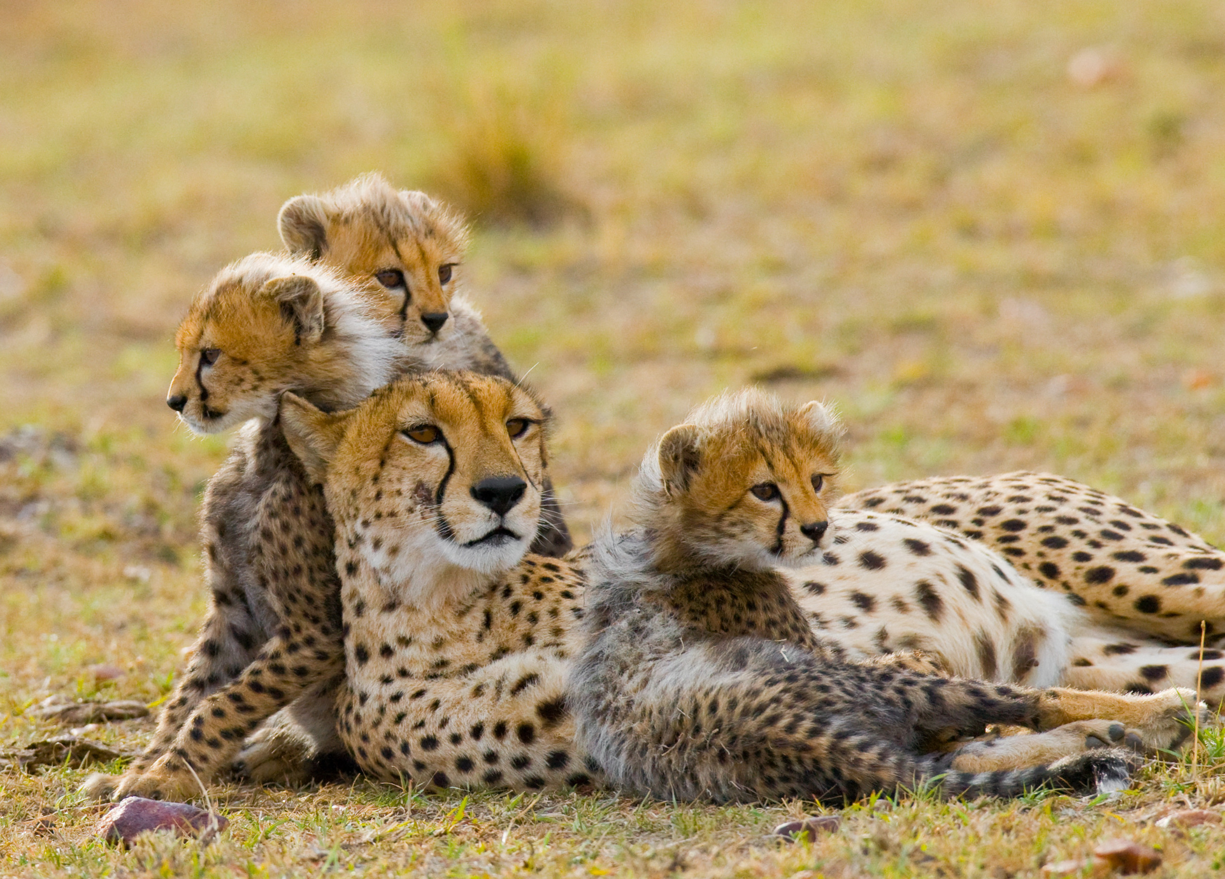 Safari Image