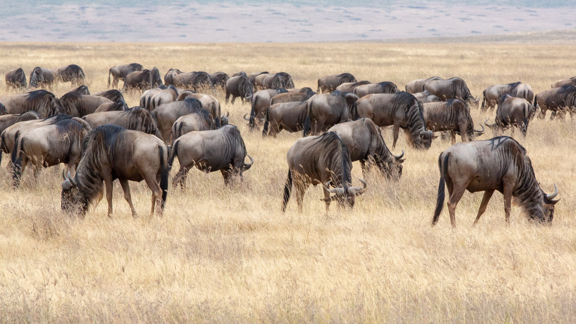 Safari Image